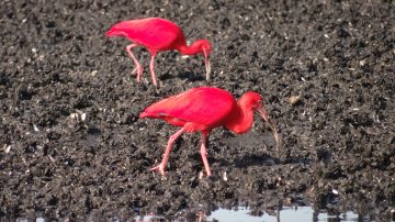 Birdwatching (Observação de Aves)